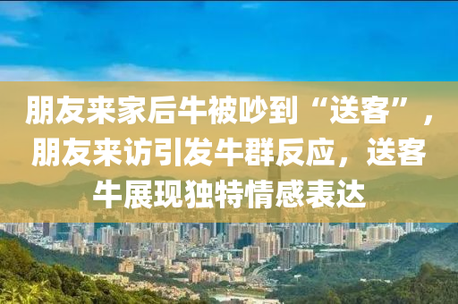 朋友來(lái)家后牛被吵到“送客”，朋友來(lái)訪引發(fā)牛群反應(yīng)，送客牛展現(xiàn)獨(dú)特情感表達(dá)