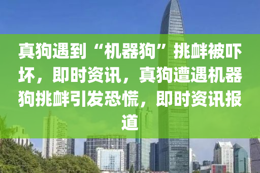 真狗遇到“機器狗”挑釁被嚇壞，即時資訊，真狗遭遇機器狗挑釁引發(fā)恐慌，即時資訊報道